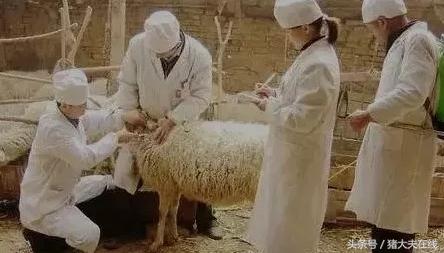 规模养羊疫苗是哪几种,进入秋季养羊具备哪些疫苗