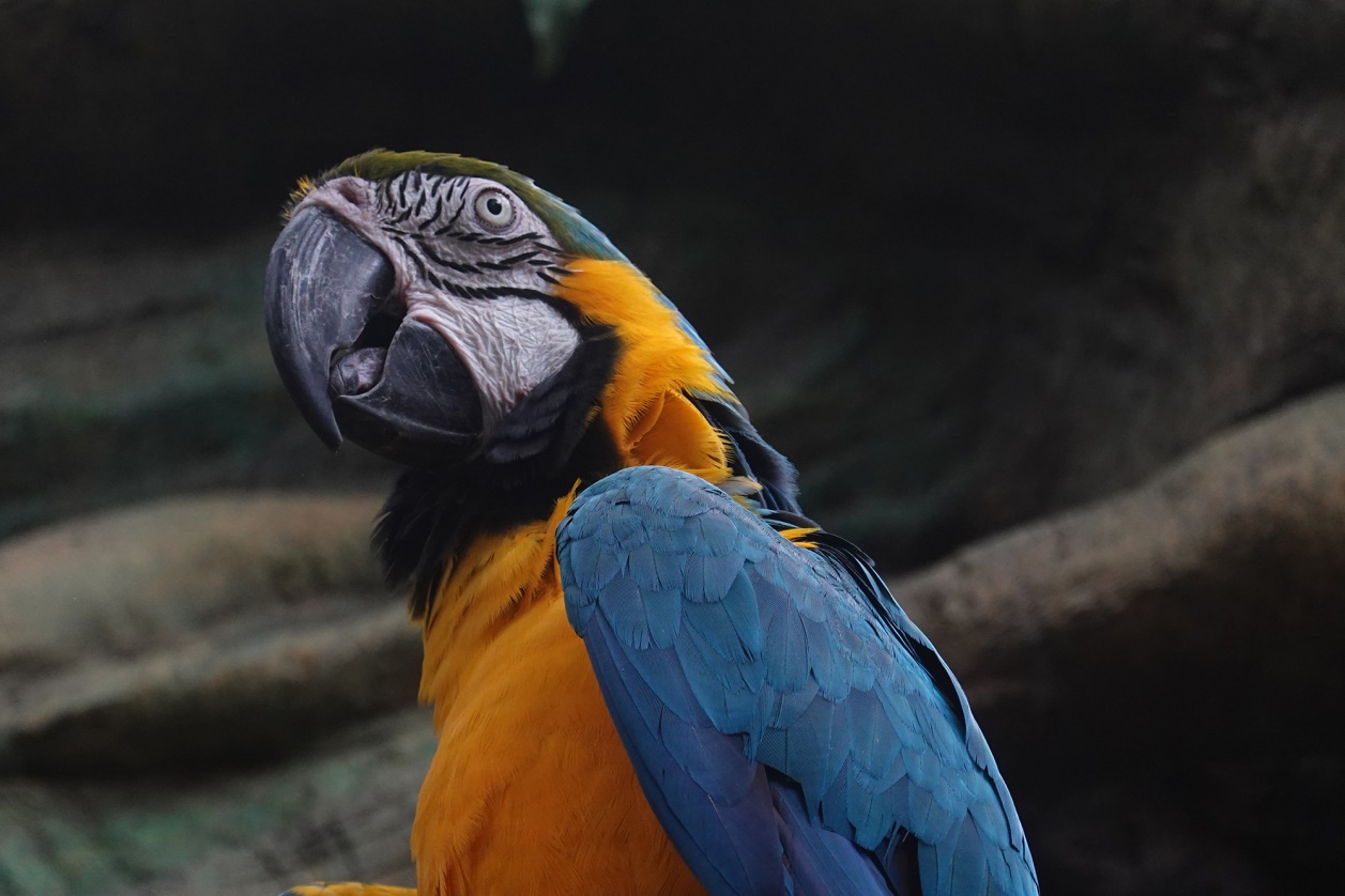 有舍有得,RX100M6长隆野生动物园中秋行摄记