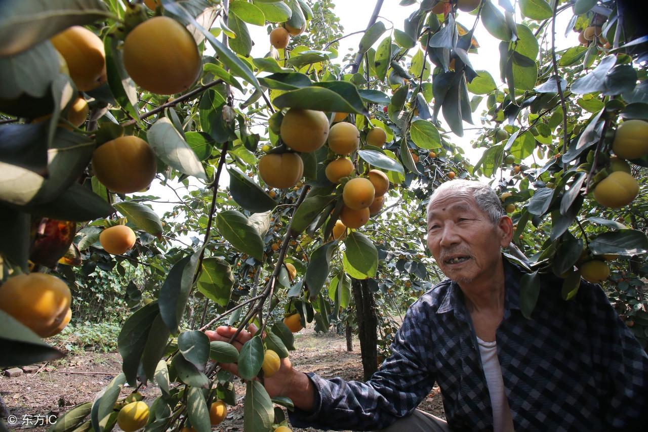 柿子催熟不麻口,柿子不熟怎么办呢