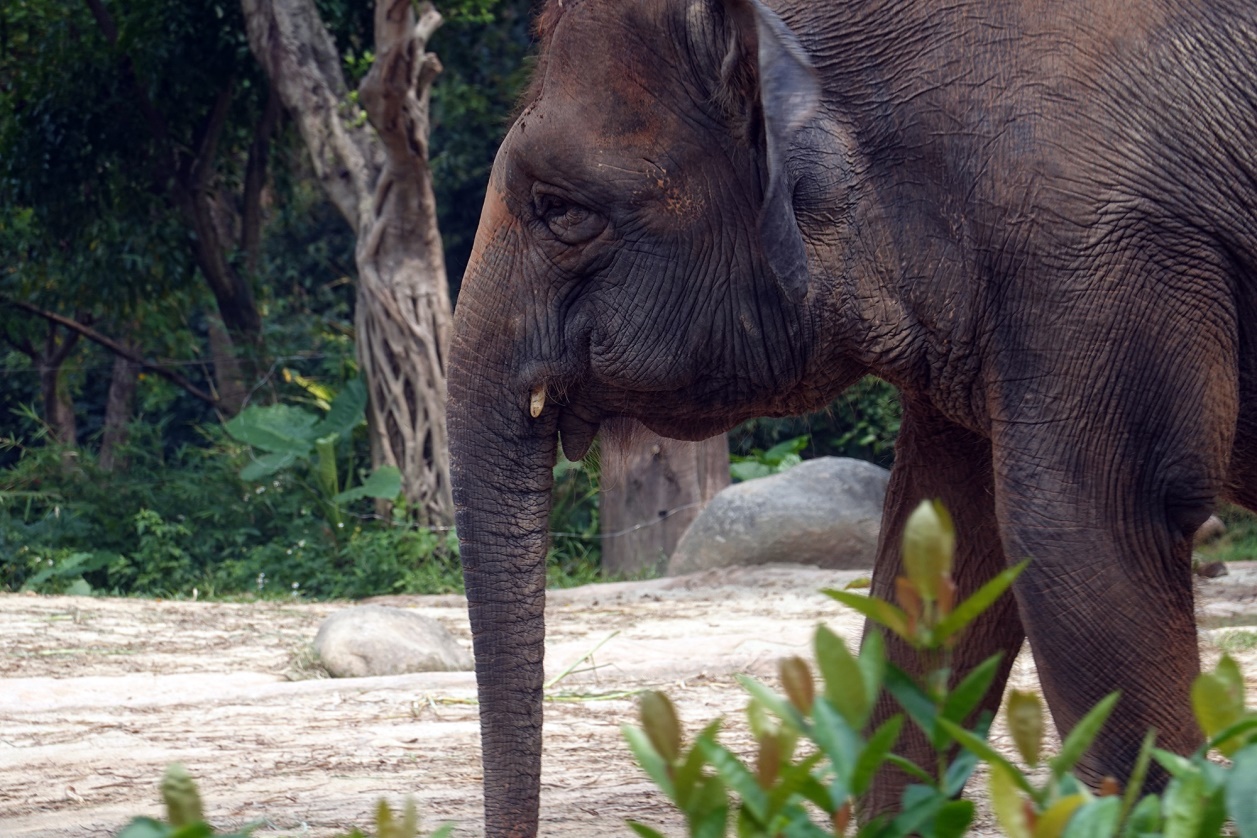 有舍有得,RX100M6长隆野生动物园中秋行摄记