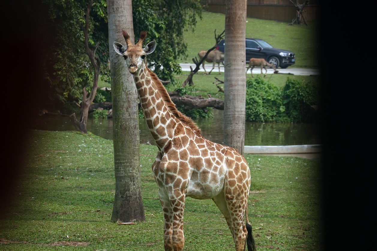 有舍有得,RX100M6长隆野生动物园中秋行摄记