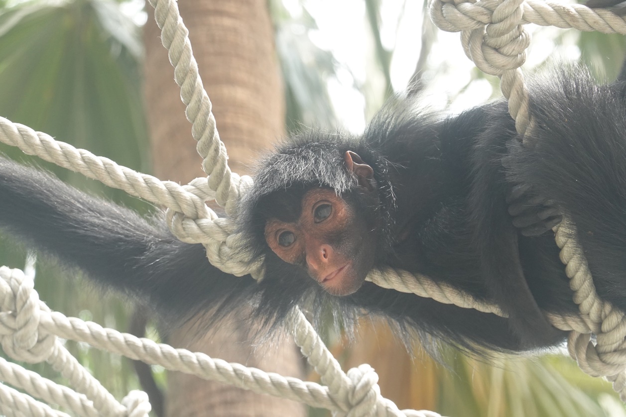 有舍有得,RX100M6长隆野生动物园中秋行摄记