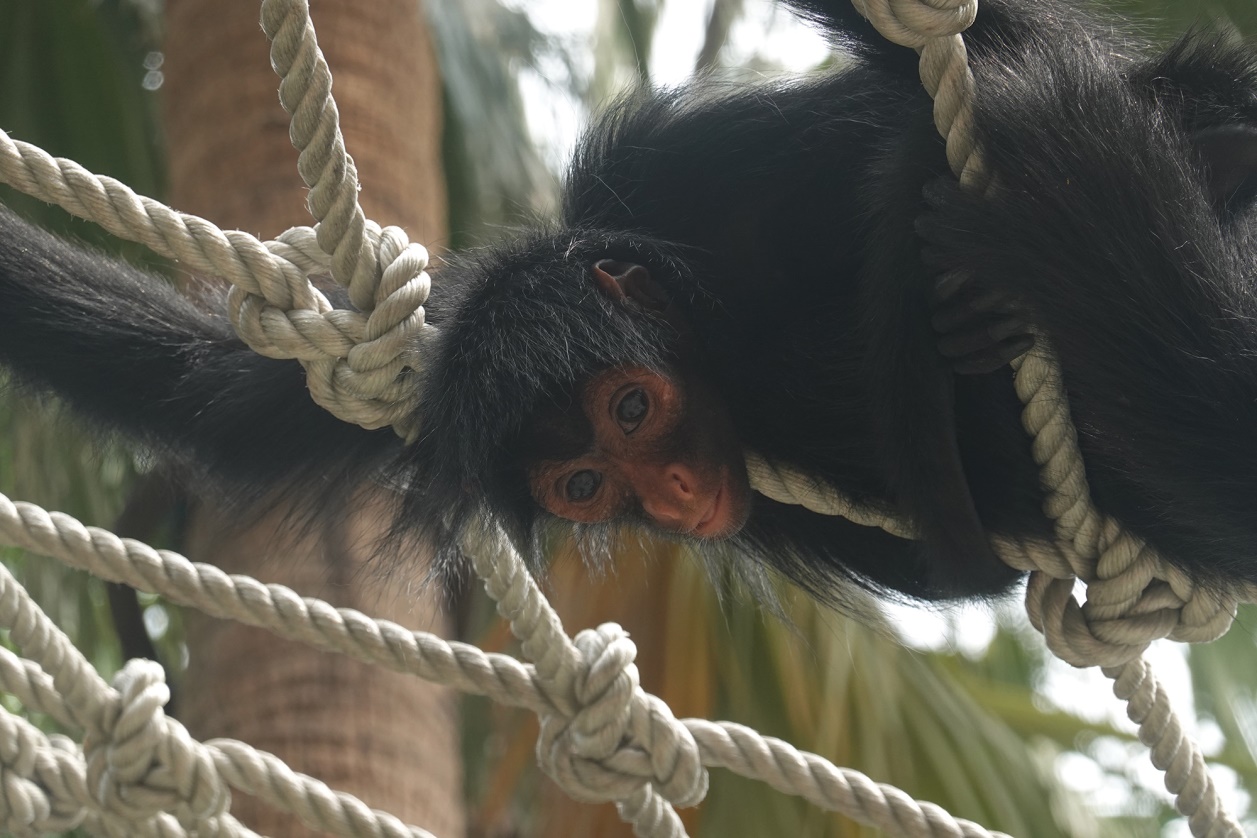 有舍有得,RX100M6长隆野生动物园中秋行摄记