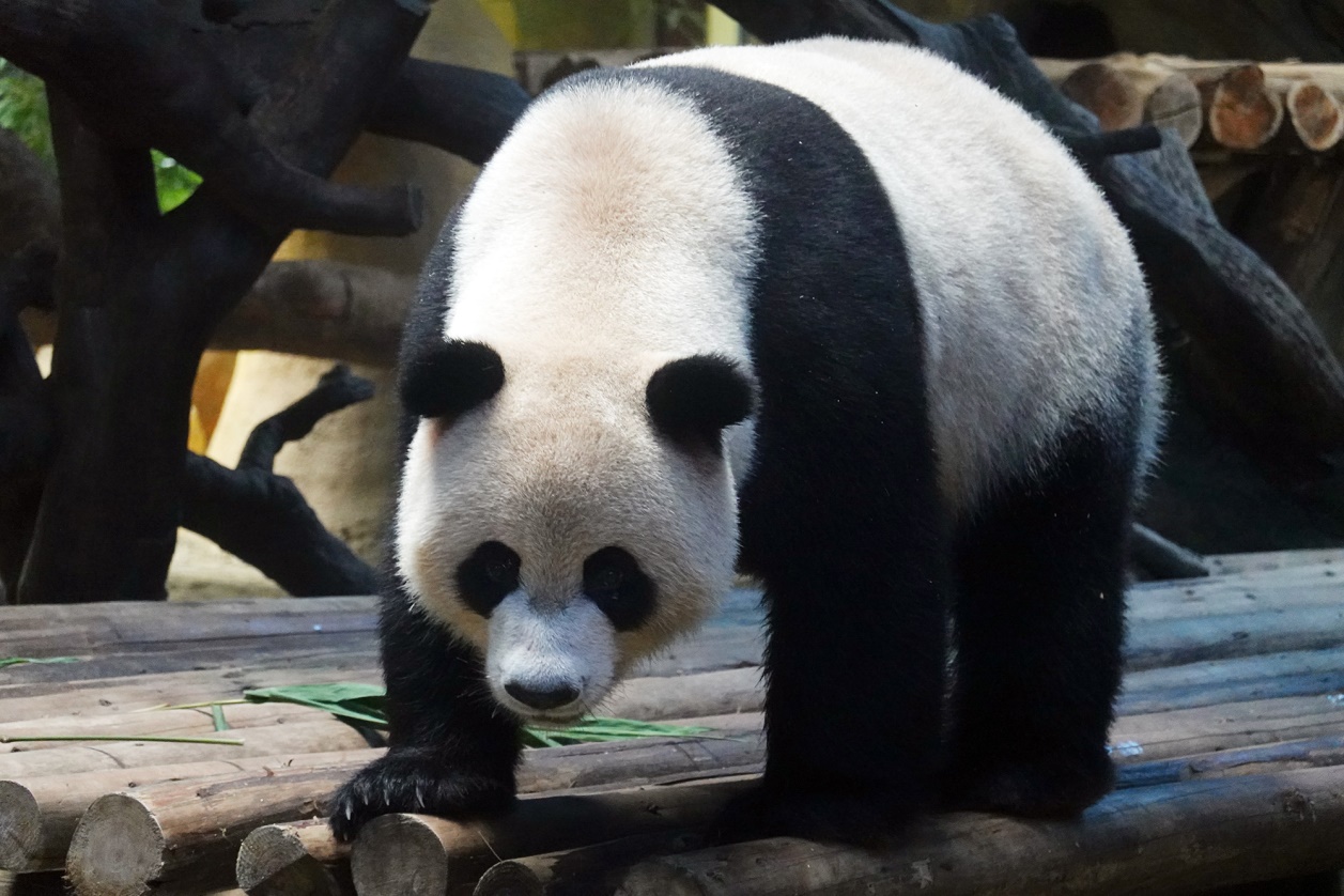 有舍有得,RX100M6长隆野生动物园中秋行摄记
