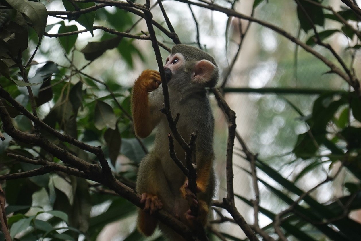 有舍有得,RX100M6长隆野生动物园中秋行摄记