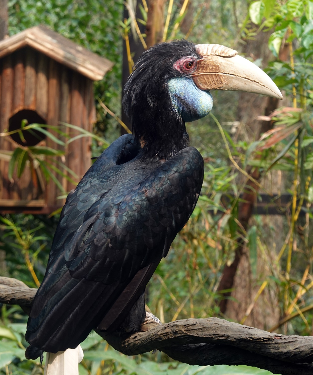 有舍有得,RX100M6长隆野生动物园中秋行摄记