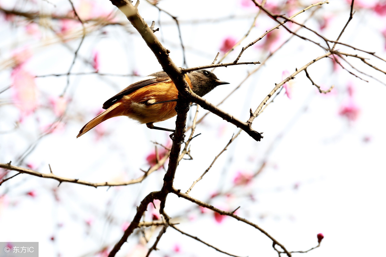 天净沙秋思元代马致远拼音,天净沙秋思元代马致远
