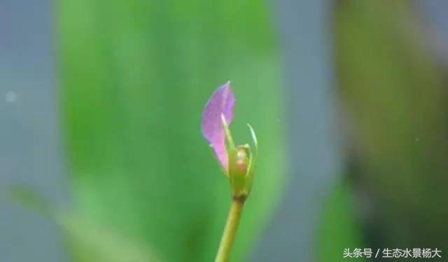 鱼缸加温有几种方法,鱼缸正确加温方法