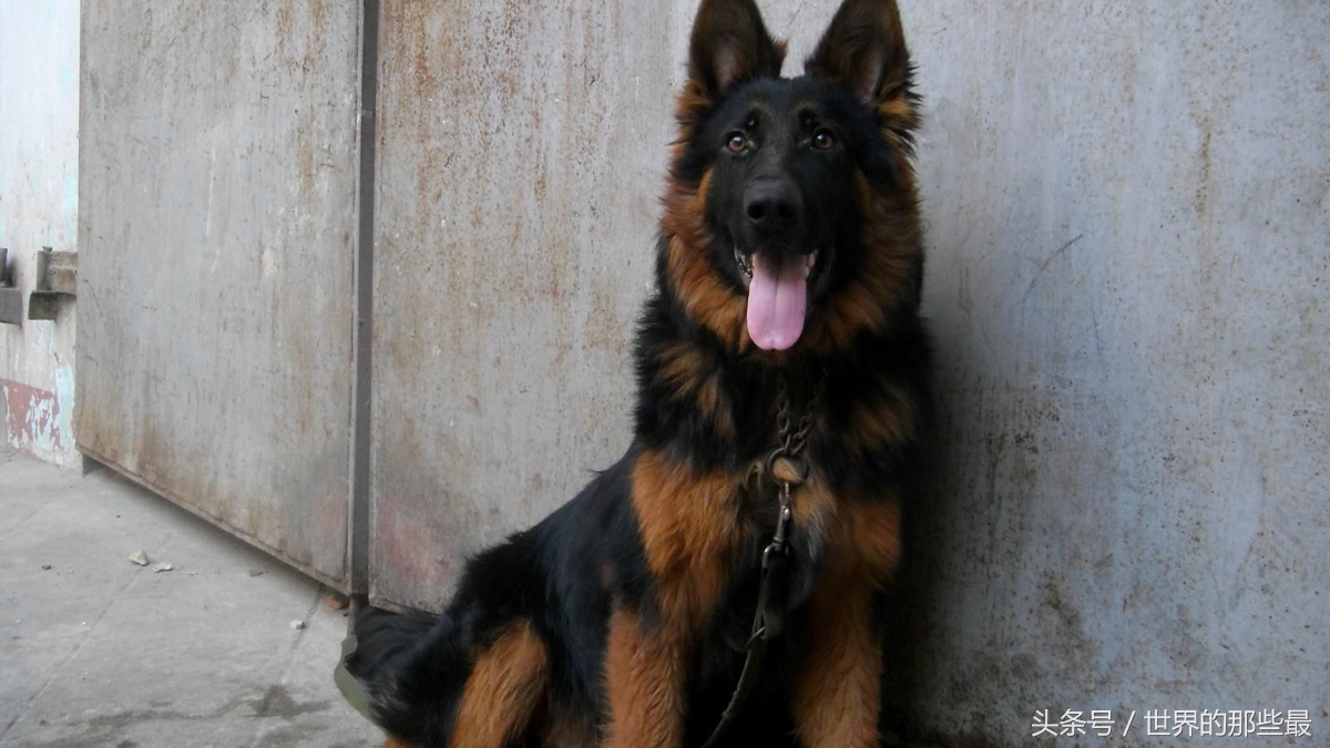 中国最厉害的狼排名,中国最猛的十种犬