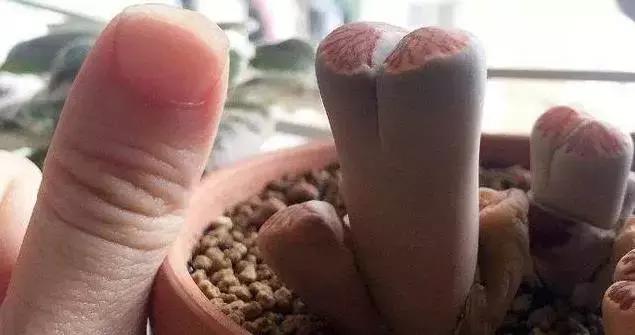 非洲最美的石头-生石花