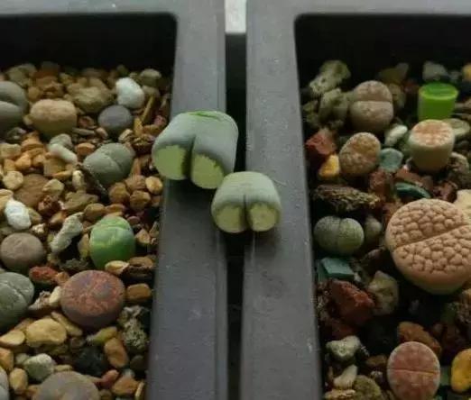 非洲最美的石头-生石花