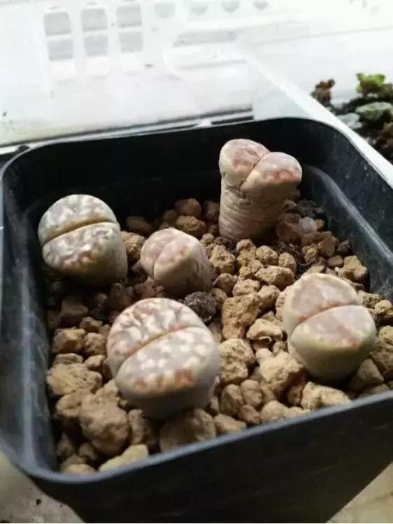 非洲最美的石头-生石花