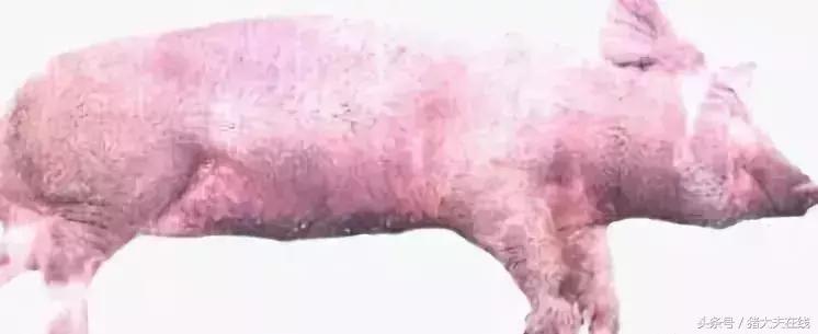 生猪肉上有红点点是怎么回事,猪皮肤表面出鲜血什么原因