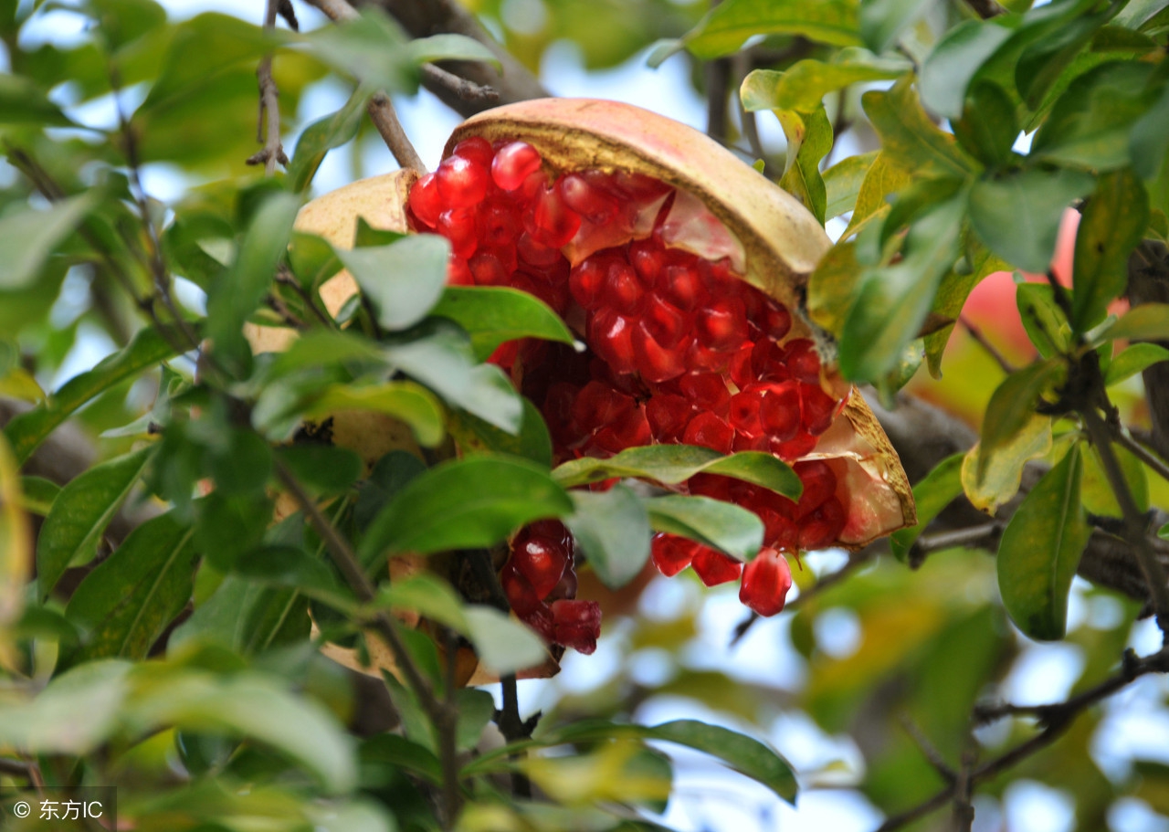 石榴裂果怎么防治,石榴裂果怎么处理