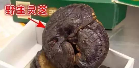 中国大妈出国探望儿子,行李箱被打开的那一刻,所有人都惊呆了!