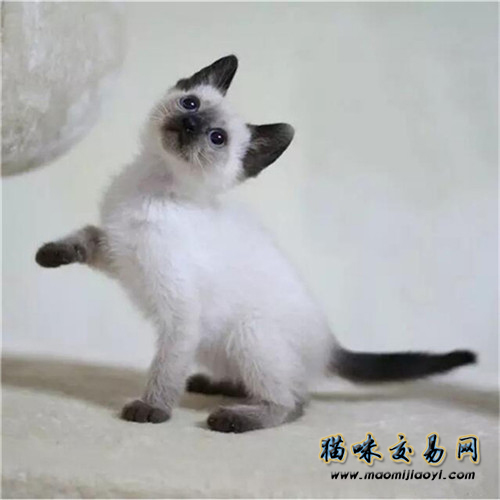 暹罗猫好养吗暹罗猫该如何饲养,猫的种类暹罗猫