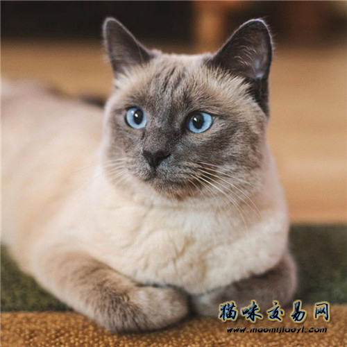 暹罗猫好养吗暹罗猫该如何饲养,猫的种类暹罗猫