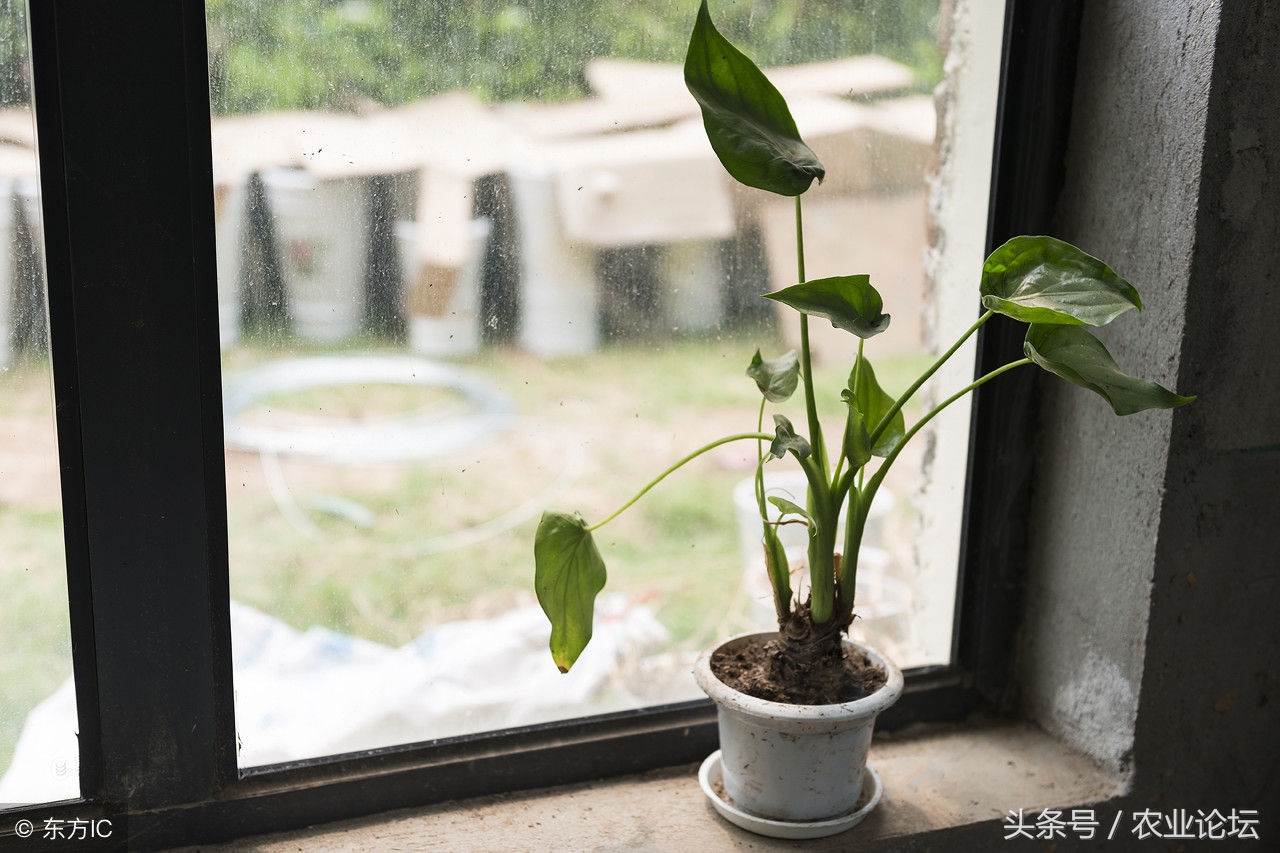 在家养海芋好还是养滴水观音好,滴水观音和海芋区别是什么图片