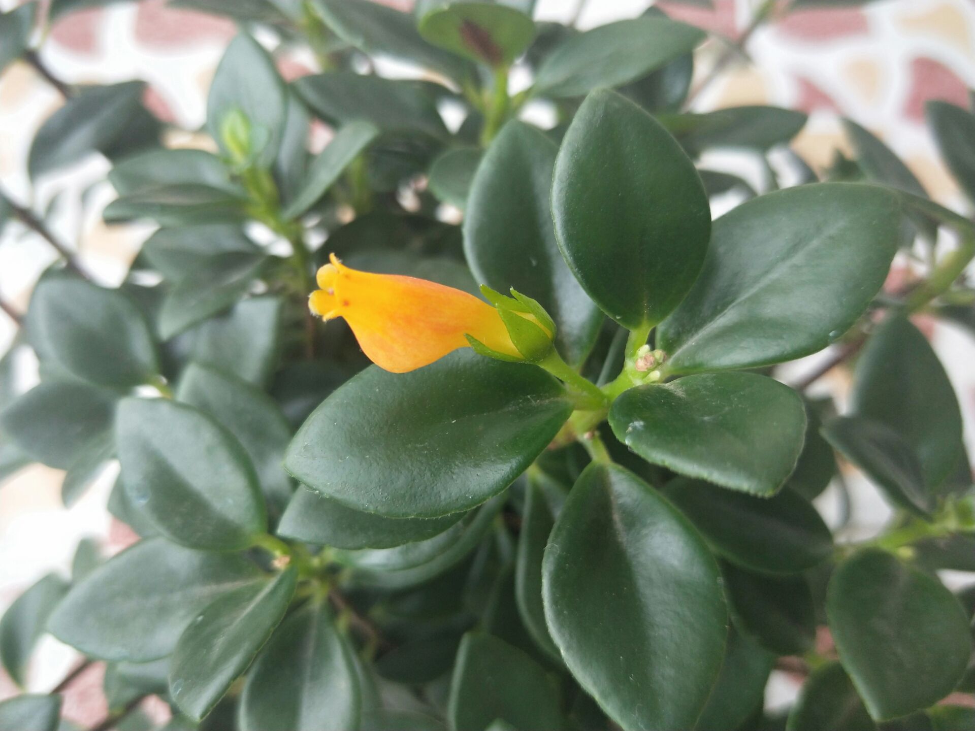 养了两年的金鱼吊兰终于开花了,养了近两年的金鱼吊兰开花了