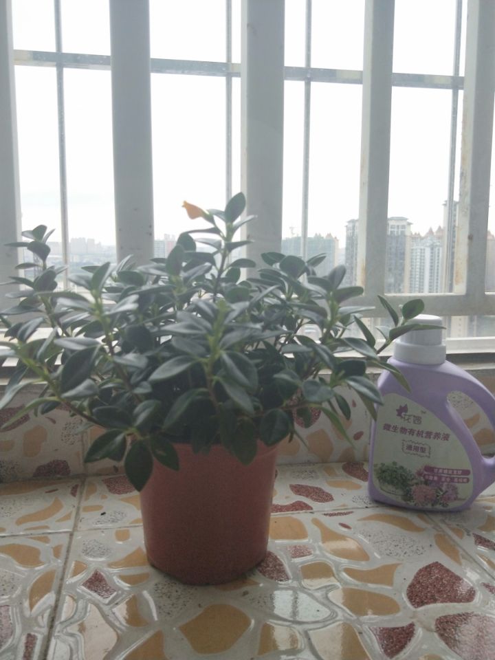 养了两年的金鱼吊兰终于开花了,养了近两年的金鱼吊兰开花了