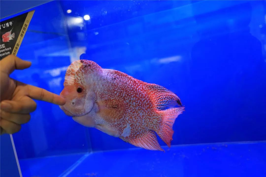 小罗不吃东西就代表出问题了吗？