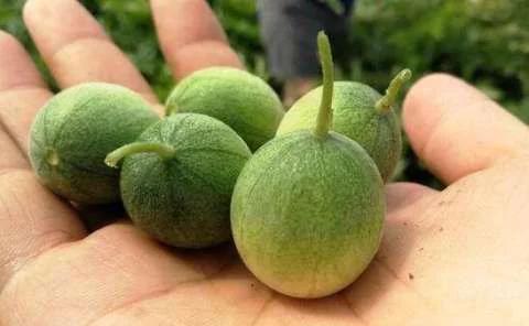 农民一见到就拔掉的野果子,营养价值竟然这么高