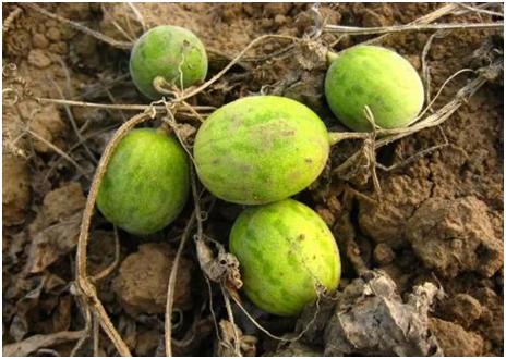 农民一见到就拔掉的野果子,营养价值竟然这么高