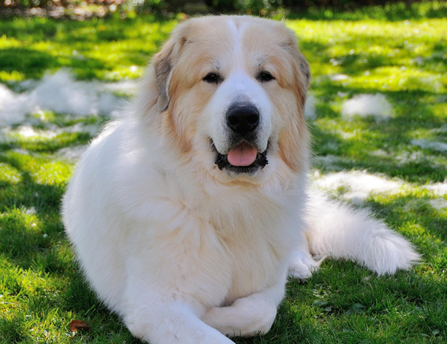 狗狗月经多少年才绝经,狗狗也会绝经吗