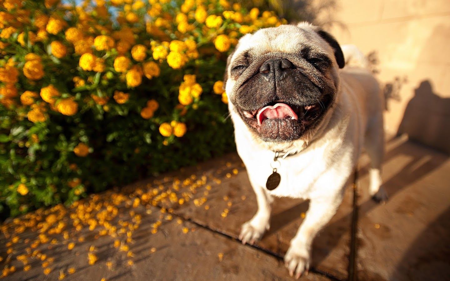 狗狗月经多少年才绝经,狗狗也会绝经吗