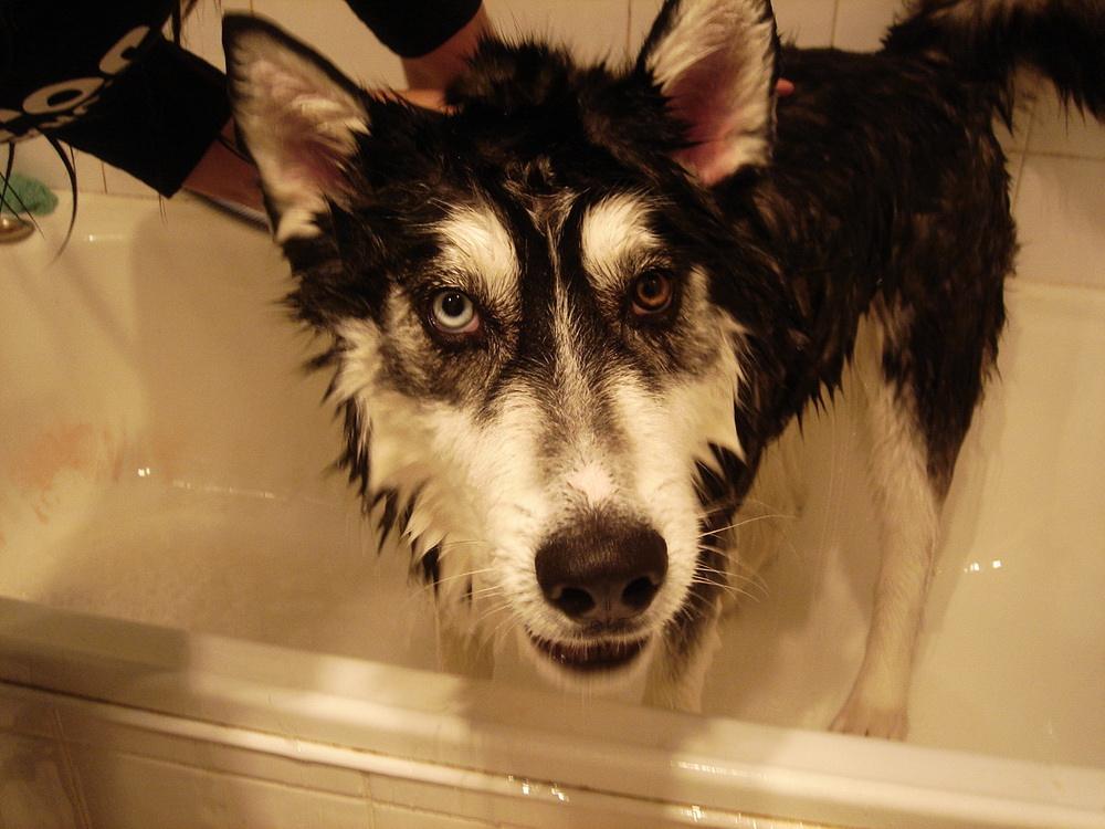 狗狗月经多少年才绝经,狗狗也会绝经吗