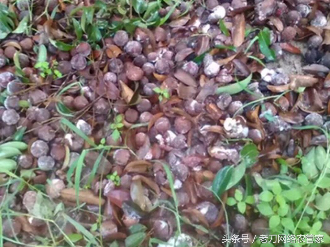 荔枝树根腐病怎样办,荔枝为什么会得酸霉病