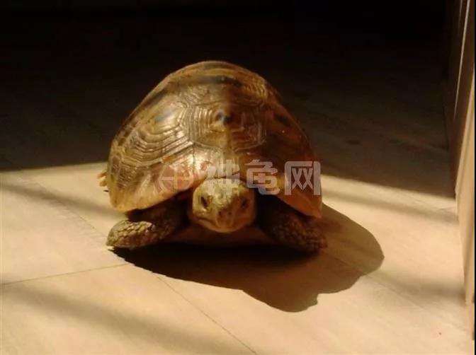 在广东鳄龟冬眠的正确方法,缅因在广东怎么养