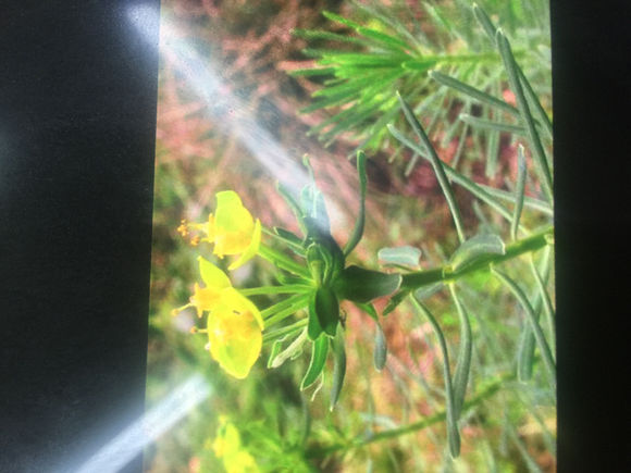 你认识狼毒吗？狼毒有什么秘密，你知道吗？