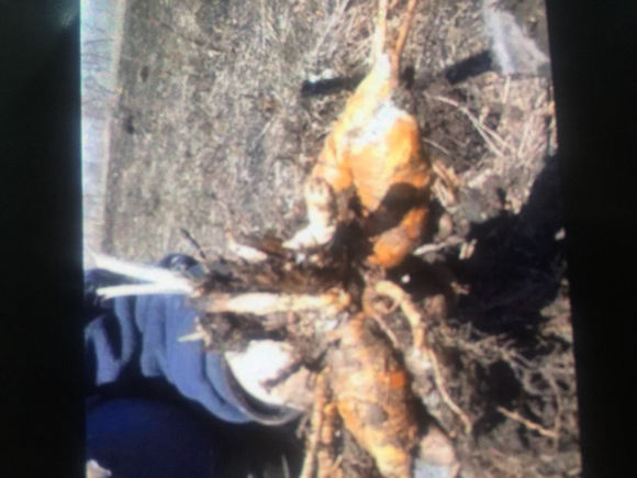 你认识狼毒吗？狼毒有什么秘密，你知道吗？