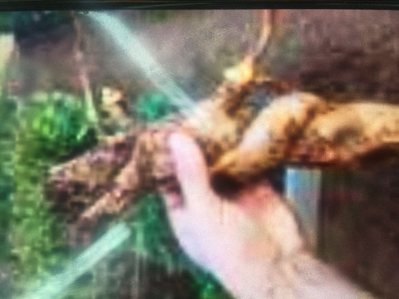 你认识狼毒吗？狼毒有什么秘密，你知道吗？