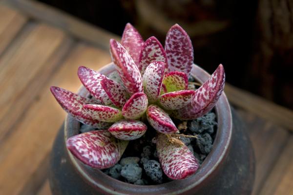 小贵货多肉是什么,最便宜的水泡多肉植物