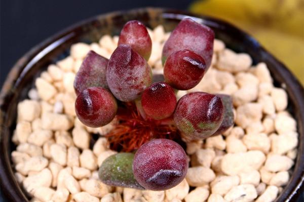 小贵货多肉是什么,最便宜的水泡多肉植物