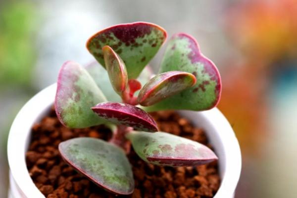 小贵货多肉是什么,最便宜的水泡多肉植物