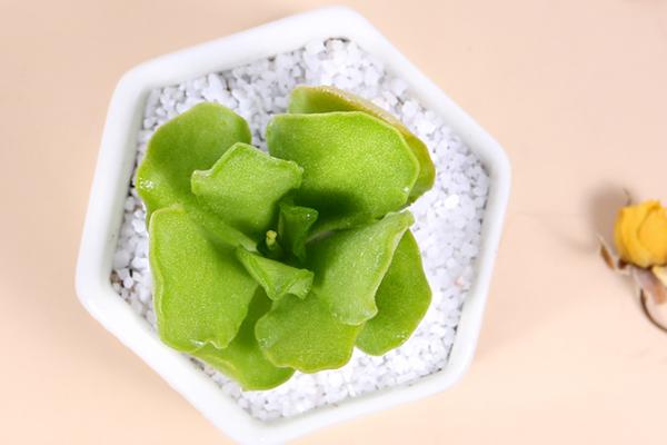 小贵货多肉是什么,最便宜的水泡多肉植物