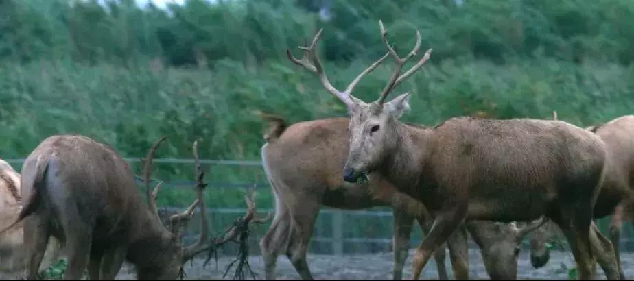 上海周边的湿地公园,上海湿地王国旅游