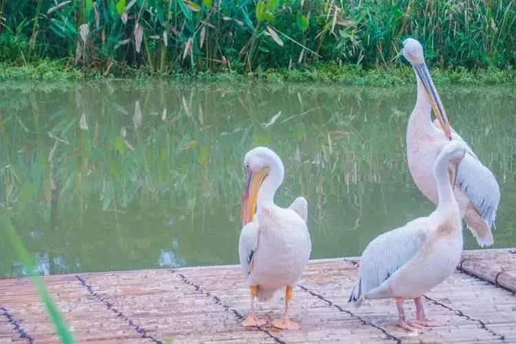 上海周边的湿地公园,上海湿地王国旅游