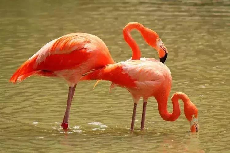 上海周边的湿地公园,上海湿地王国旅游