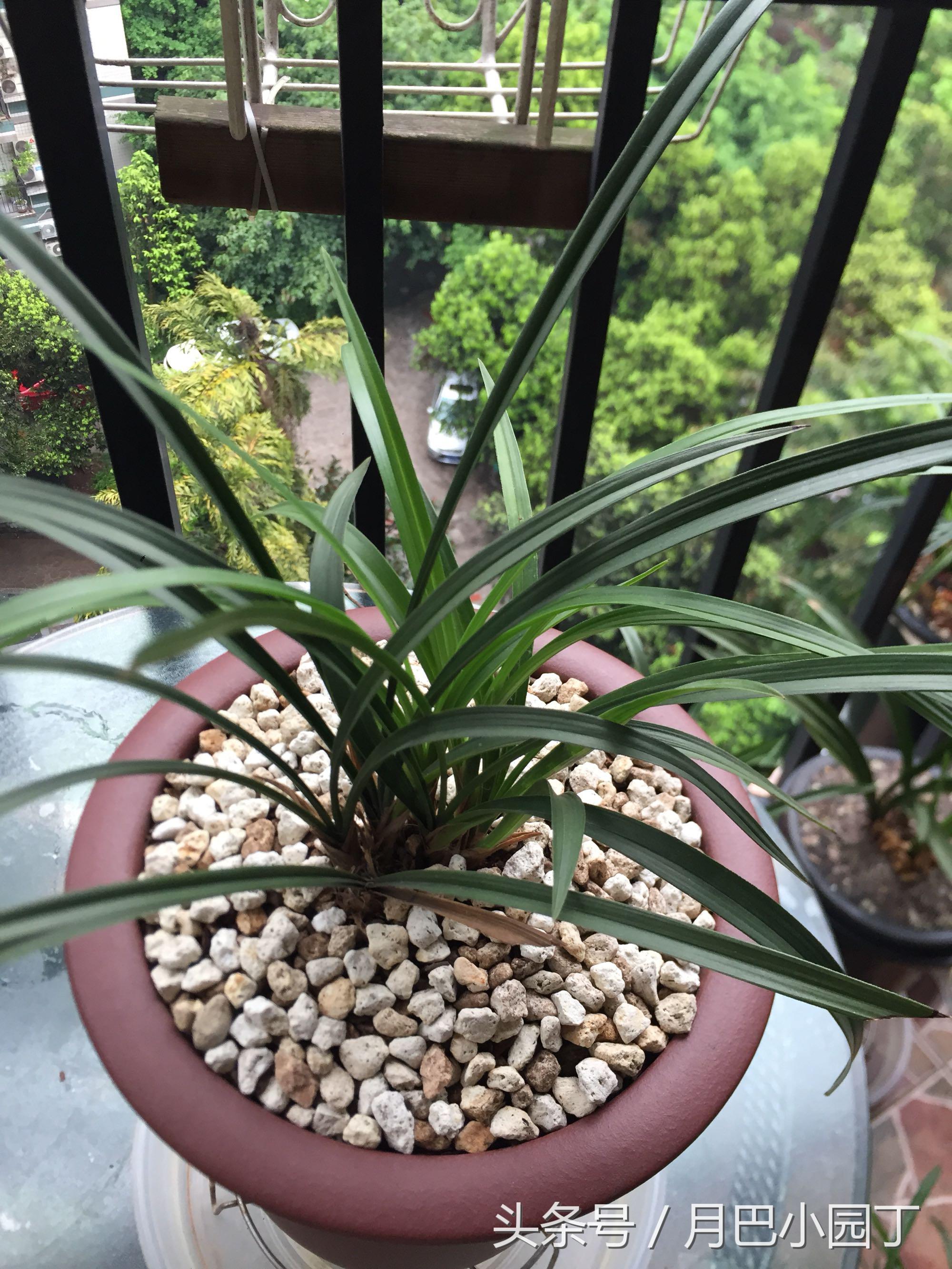 兰花分盆注意事项和手法,兰花翻盆注意什么细节问题