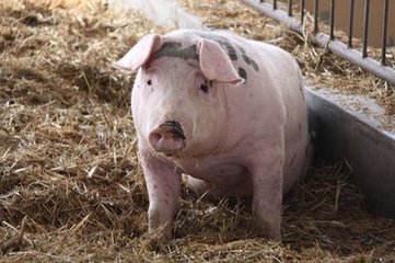 农村大爷致富经视频,农村大爷养鹅致富经