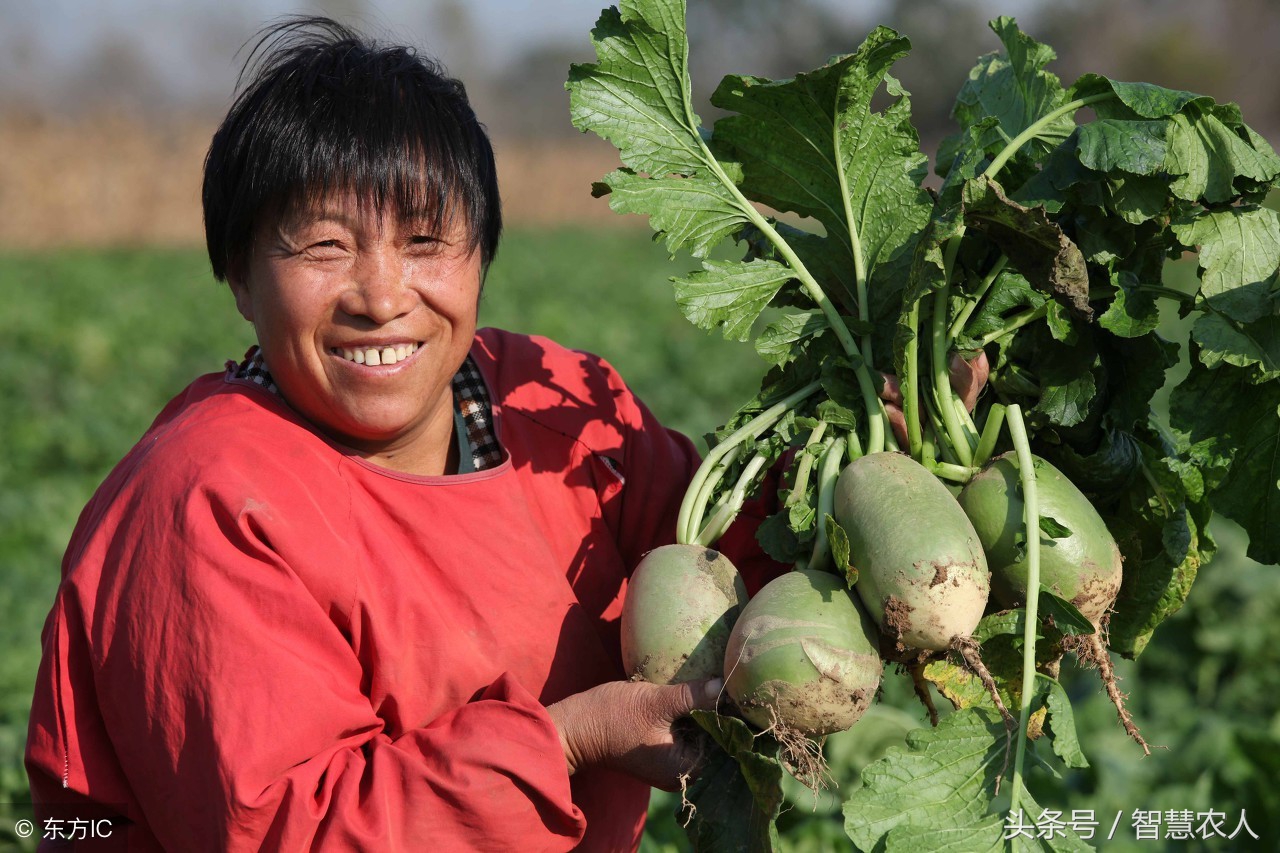 种萝卜有糠心怎么办,萝卜防糠心的方法