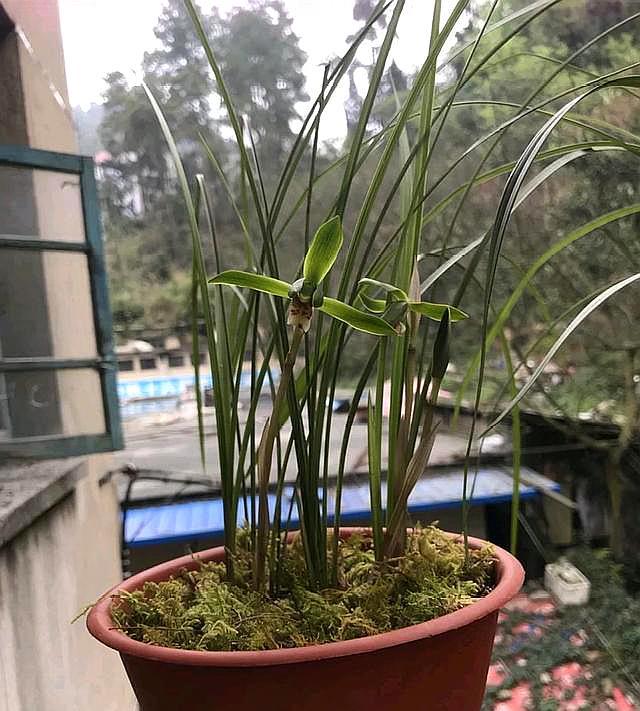 兰花出的花苞比较多,这样决定去留,兰花长得好,开花才会棒