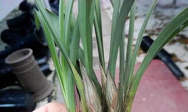 兰花出的花苞比较多,这样决定去留,兰花长得好,开花才会棒