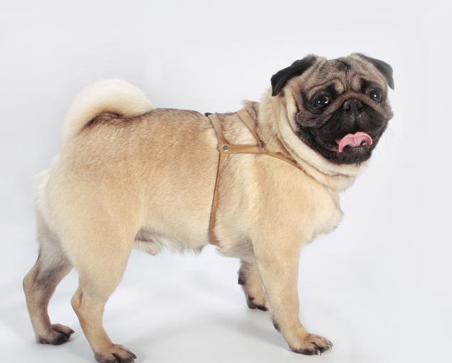 巴哥犬饲养注意事项大全视频,巴哥犬的饲养方法和训练方法