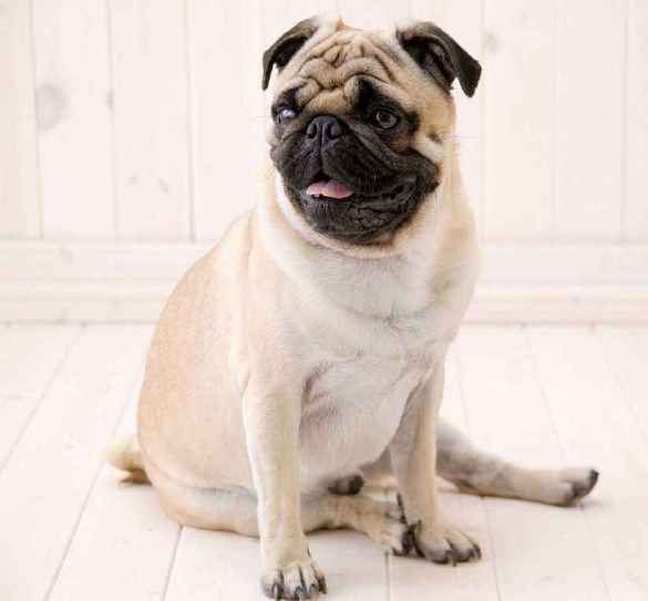 巴哥犬饲养注意事项大全视频,巴哥犬的饲养方法和训练方法