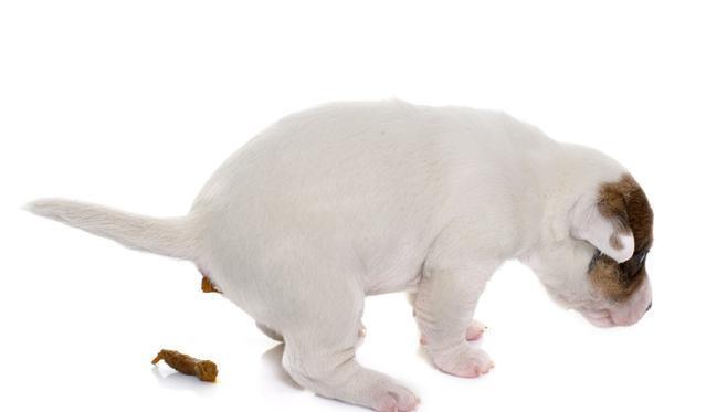 巴哥犬饲养注意事项大全视频,巴哥犬的饲养方法和训练方法